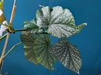 Begonia Coralline, Maculata, Benigo Pink, Cracklin Rosie, Huis en Inrichting, Kamerplanten, Ophalen of Verzenden, Halfschaduw