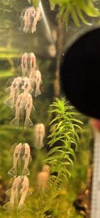 Ancistrussen albino, Dieren en Toebehoren, Vis, Zoetwatervis, Schoolvis