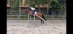 4 jr merrie 1.70 m, Ibolensky x Vagrant Z, Dieren en Toebehoren, Paarden, Merrie, Springpaard, Gechipt, Zadelmak