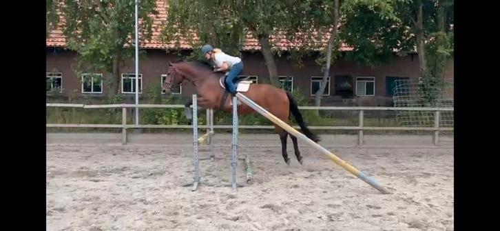 4 jr merrie 1.70 m, Ibolensky x Vagrant Z, Dieren en Toebehoren, Paarden, Merrie, Zadelmak, 170 tot 175 cm, 3 tot 6 jaar, Springpaard