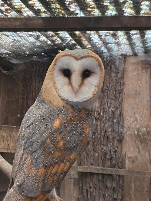 Kerkuil tarsel gezocht, Dieren en Toebehoren, Vogels | Overige Vogels, Roofvogel, Mannelijk, Tam, Geringd