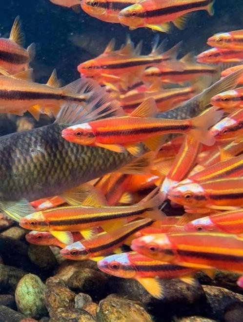 Unieke vijvervissen! Notropis lutipinnis, elrits goudvis koi, Dieren en Toebehoren, Vissen | Vijvervissen, Overige soorten