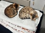 Bengal cat, Dieren en Toebehoren, Katten en Kittens | Raskatten | Korthaar, Poes