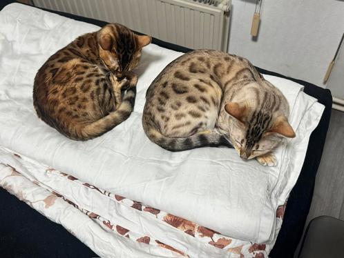 Bengal cat, Dieren en Toebehoren, Katten en Kittens | Raskatten | Korthaar, Poes