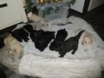 Mooie labrador/ Golden pups, Dieren en Toebehoren, Honden | Retrievers, Spaniëls en Waterhonden, 8 tot 15 weken, Labrador retriever