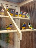 Meerdere koppels Gouldamadine’s / Amadine’s, Meerdere dieren