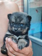 Pomsky pups MINI, Dieren en Toebehoren, Overige rassen, 8 tot 15 weken, Meerdere, Meerdere dieren