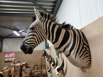 Opgezette Zebra Afrika - Nieuw Preparaat! beschikbaar voor biedingen