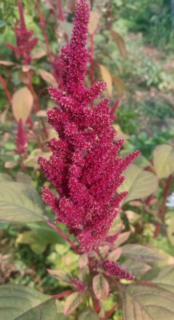 BIO zaden van Amarant uit eigen moestuin  beschikbaar voor biedingen