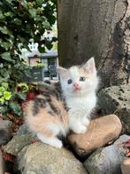 Boerderij kitten, Poes, Ontwormd, 0 tot 2 jaar