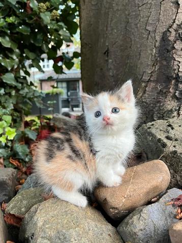 Boerderij kitten beschikbaar voor biedingen