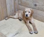 Blonde labrador pup, CDV (hondenziekte), 8 tot 15 weken, Labrador retriever, Reu