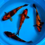 Doitsu Hi Utsuri, Karper of Koi