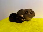 Duo tamme cavia beren ter adoptie - Rodent Rescue, Dieren en Toebehoren, Cavia, Mannelijk, Tam, Oktober