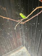 Te koop jonge grasparkieten om tam te maken net uitgevlogen, Dieren en Toebehoren, Meerdere dieren, Parkiet, Tam