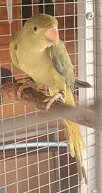 Halsbandparkiet, Mannelijk, Parkiet, Geringd