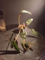 Philodendron billietrae, Huis en Inrichting, Kamerplanten, Ophalen, Overige soorten, Minder dan 100 cm