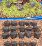 20x Grote Mestkorf Bonsai - Nieuw!, Ophalen of Verzenden, Nieuw