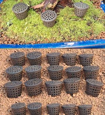 20x Grote Mestkorf Bonsai - Nieuw! beschikbaar voor biedingen