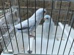 Forpus coelestis in Amerikaans wit (Yellam blauw) , Dieren en Toebehoren, Meerdere dieren, Papegaai, Geringd