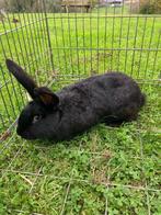 Lotharinger konijnen, Dieren en Toebehoren, Konijnen, Meerdere dieren, Groot