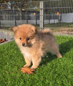 Te koop mooie dwergkees pup