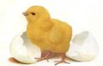 Eieren uitbroeden, Kip, Geslacht onbekend