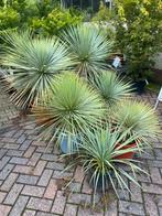 25% korting op alle mediterrane planten, Tuin en Terras, Planten | Tuinplanten, Ophalen, Overige soorten, Halfschaduw