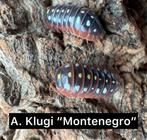Armadillidium klugi "montenegro"  isopods, Overige soorten