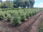kerstbomen (omorica), Diversen, Kerst, Ophalen