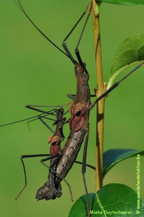 Wandelende takken Pseudophasma subapterum PSG 299, Dieren en Toebehoren, Insecten en Spinnen, Wandelende tak