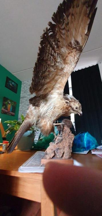 Opgezette ruigpootbuizerd zoekt een nieuw huisje. beschikbaar voor biedingen