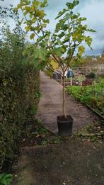 Vijgenboom "Brown Turkey", Tuin en Terras, Ophalen, Zomer, Volle zon, Overige soorten