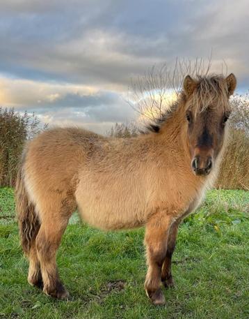 Shetland hengstveulen  beschikbaar voor biedingen