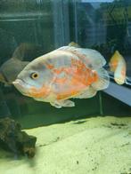 Pauwoog 25cm albino, Dieren en Toebehoren, Vissen | Aquariumvissen