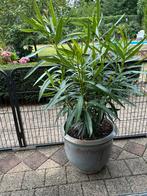 Grote gele/zalm kleurige oleander met aardewerk bloempot, Ophalen, Zomer, Overige soorten, Volle zon