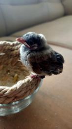 Buulbuul Witoor vast prijs 150€, Dieren en Toebehoren, Meerdere dieren, Kip