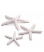 NIEUW: Biorb white seastars! 7,50€, Dieren en Toebehoren, Vissen | Aquaria en Toebehoren, Ophalen of Verzenden, Nieuw, Sierelement