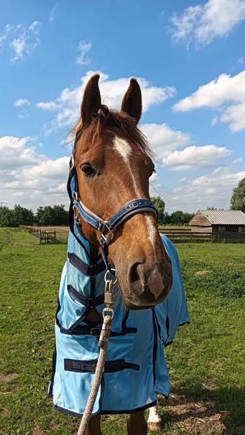 Anky Halster Mesh Chic Deep Blue Cob beschikbaar voor biedingen