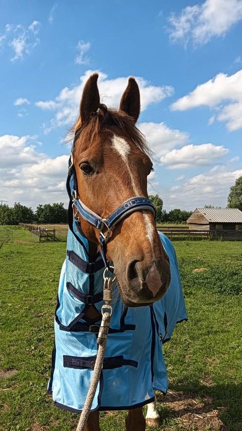 Anky Halster Mesh Chic Deep Blue Cob, Dieren en Toebehoren, Paarden en Pony's | Overige Paardenspullen, Nieuw, Overige soorten