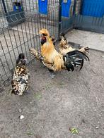 Te koop broedeieren brabanter citroen getoept groot ras, Dieren en Toebehoren, Geslacht onbekend, Kip