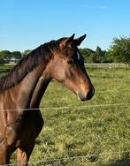 Zéér correct en langelijnde jaarling merrie!, Dieren en Toebehoren, Paarden, Merrie, Springpaard, Gechipt, Niet van toepassing