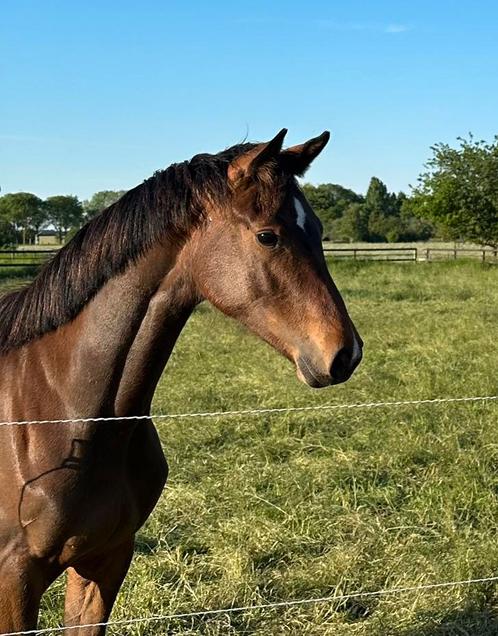 Zéér correct en langelijnde jaarling merrie!, Dieren en Toebehoren, Paarden, Merrie, Niet van toepassing, 160 tot 165 cm, 0 tot 2 jaar