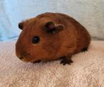 Lief en rustig cavia beertje, Dieren en Toebehoren, Knaagdieren, Cavia, Augustus, Mannelijk, Tam