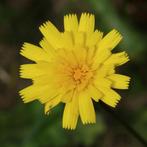 Zaden gewoon biggenkruid (Hypochaeris radicata) - inheems, Ophalen of Verzenden, Gehele jaar, Volle zon, Zaad
