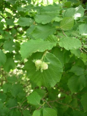 **GOEDKOOP** Corylus avellana, hazelaar, inheems beschikbaar voor biedingen