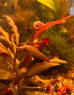Oranje posthoornslakken, Dieren en Toebehoren, Slak of Weekdier