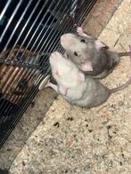 Ratten met een kooi, Dieren en Toebehoren, Ophalen of Verzenden, 75 tot 110 cm, Kooi, Minder dan 60 cm