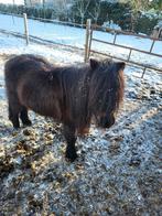 Shetlander merrie,s, Merrie