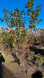 Malus red Sentinel sierappel | Meerstammige bomen, Ophalen of Verzenden, Volle zon, Overige soorten